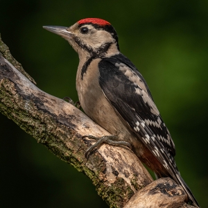 Redwell   16 06 2020   D500   Les 75.jpg